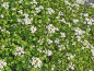 Preview: Echte Brunnenkresse - Nasturtium officinale